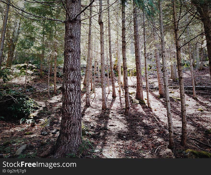 Forest Trees