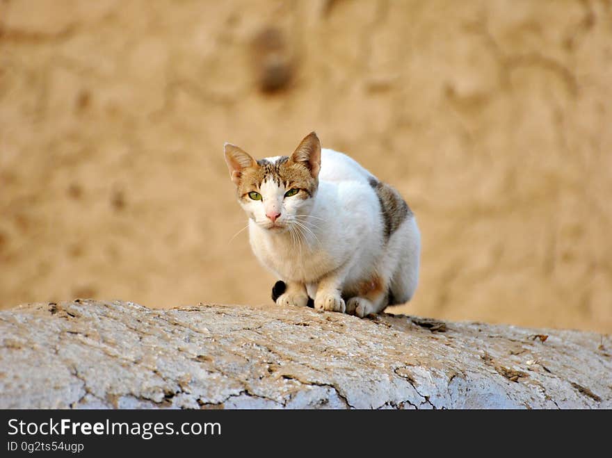 White Tabby Cat on Grey Rock