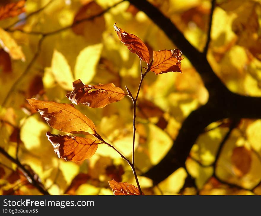 Leaf, Autumn, Deciduous, Flora