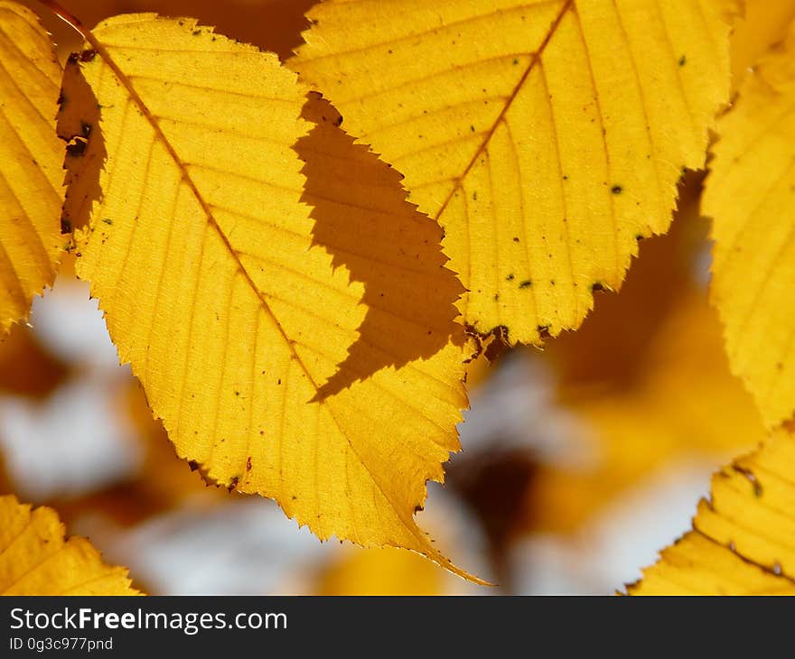 Leaf, Yellow, Deciduous, Autumn