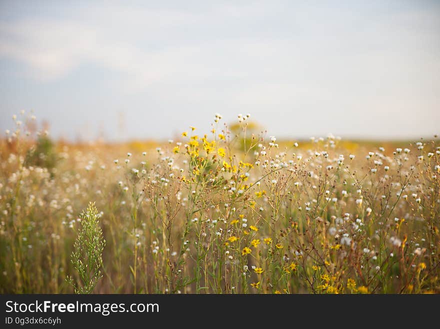 Summer landscape of field