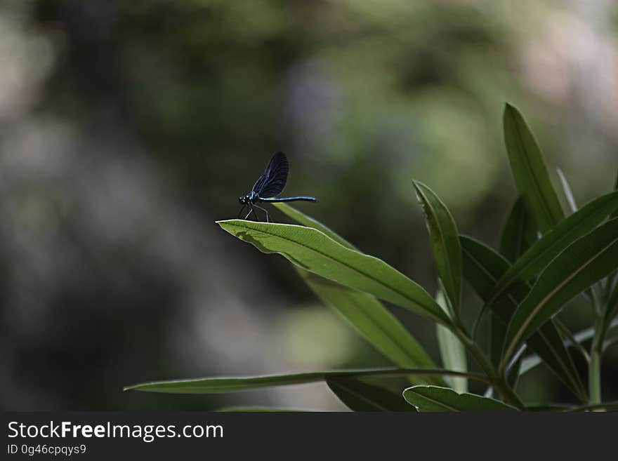 Side view of dragonfly on green leaves of plant. Side view of dragonfly on green leaves of plant.