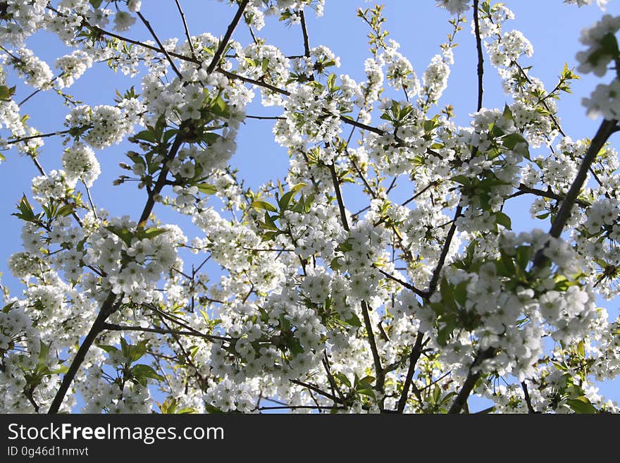 A tree full of white blossoms in the spring. A tree full of white blossoms in the spring.