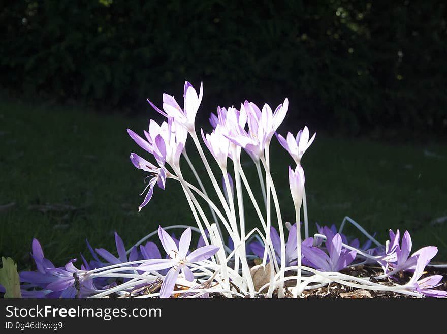 Crocus flowers on a meadow in the spring.