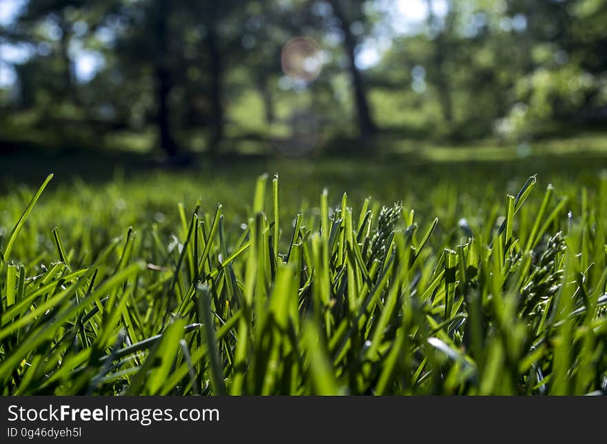 A lawn with green cut grass in the sun. A lawn with green cut grass in the sun.