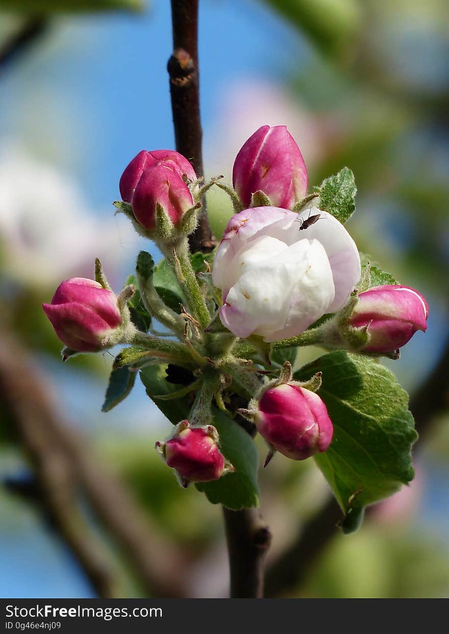 Blossom, Bud, Spring, Plant