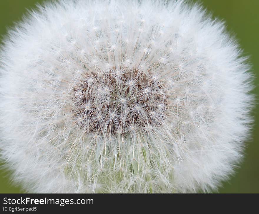 Flower, Dandelion, Plant, Flora