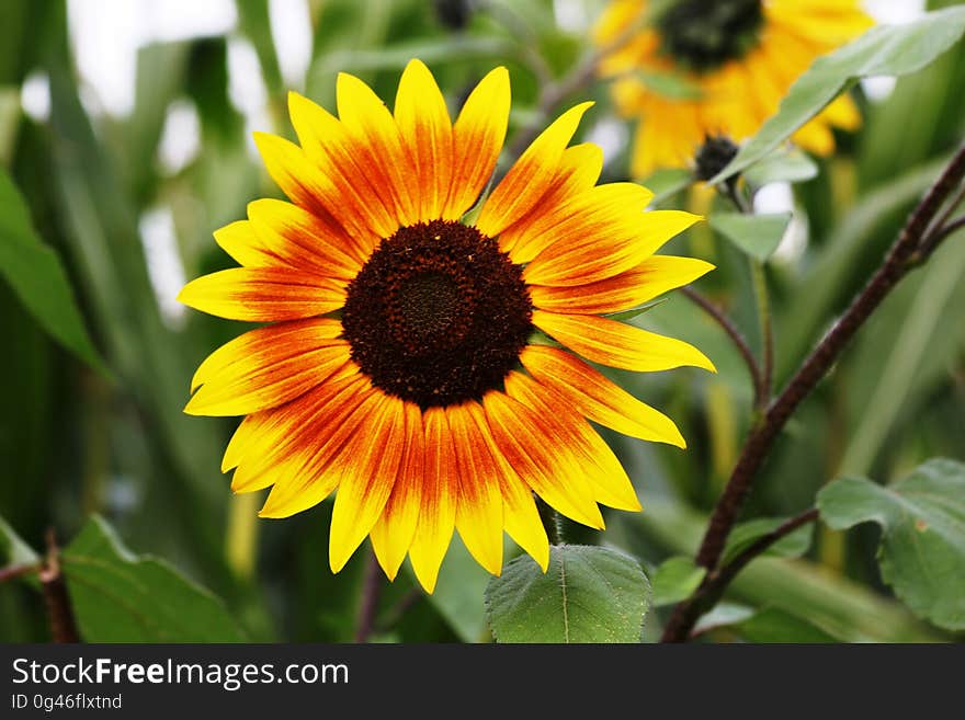 Flower, Sunflower, Sunflower Seed, Flora