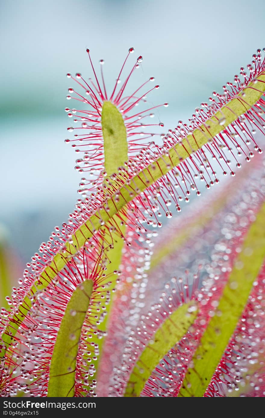 Pink, Flora, Close Up, Flower