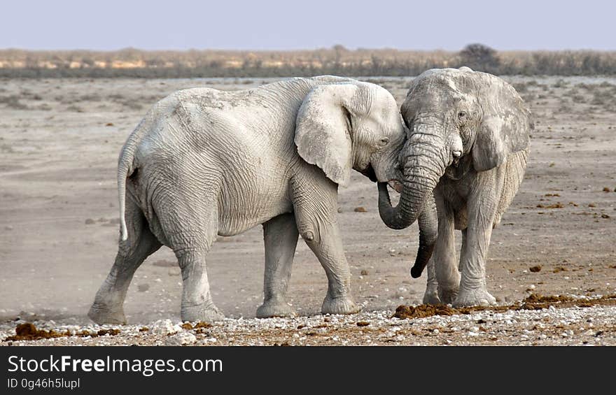 Elephant, Elephants And Mammoths, Wildlife, Terrestrial Animal