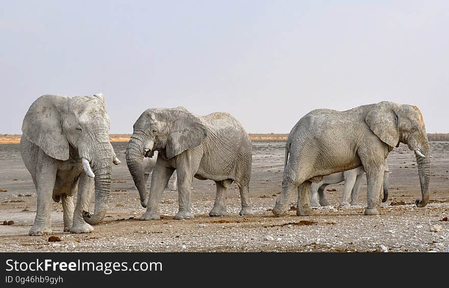 Elephant, Elephants And Mammoths, Wildlife, Terrestrial Animal