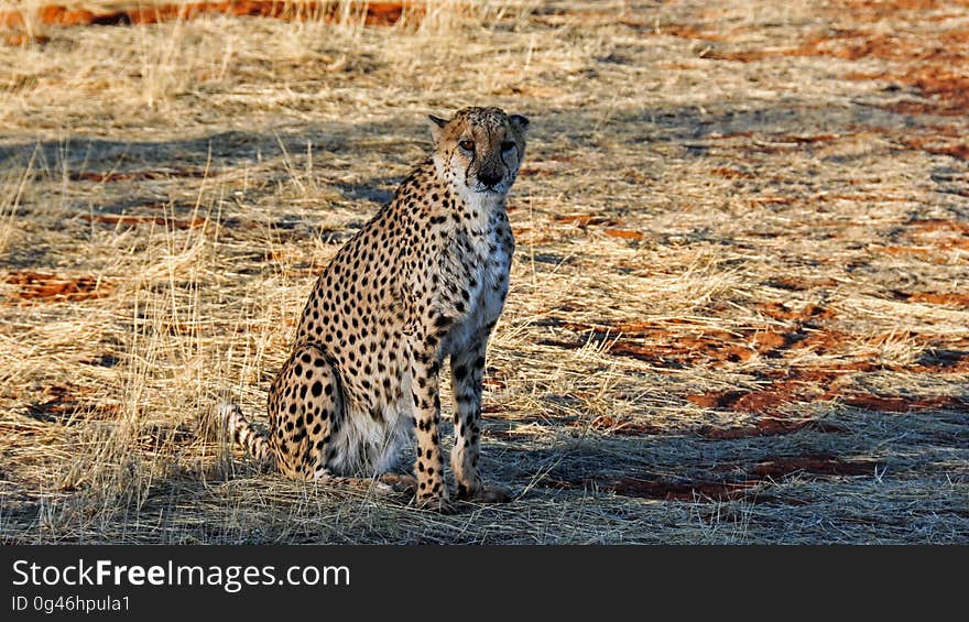 Cheetah, Wildlife, Terrestrial Animal, Mammal