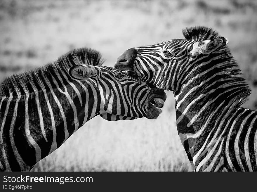 Wildlife, Zebra, White, Black And White