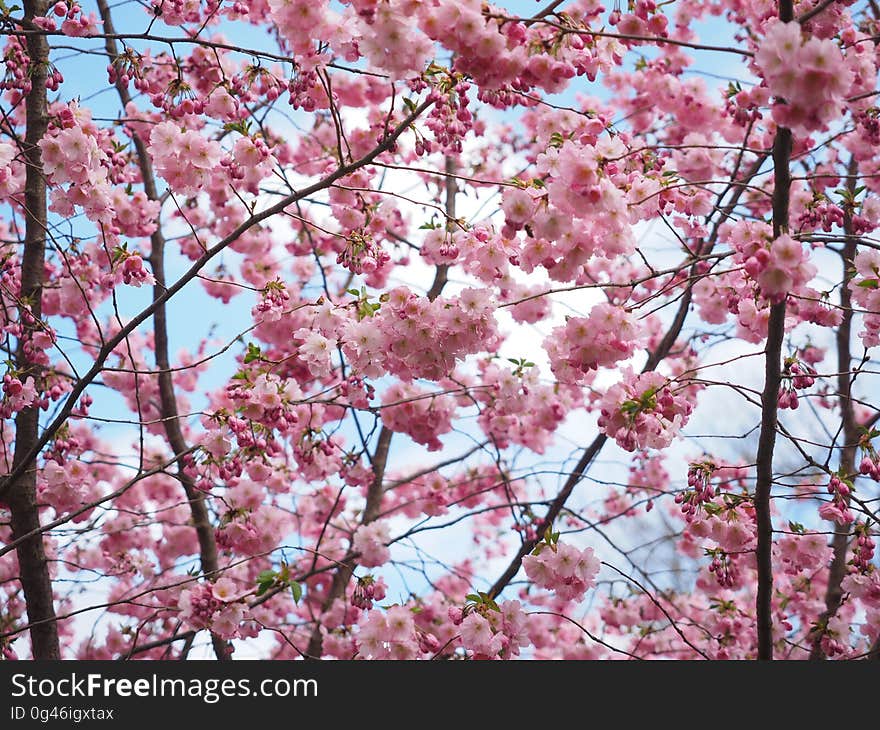 Blossom, Flower, Pink, Plant