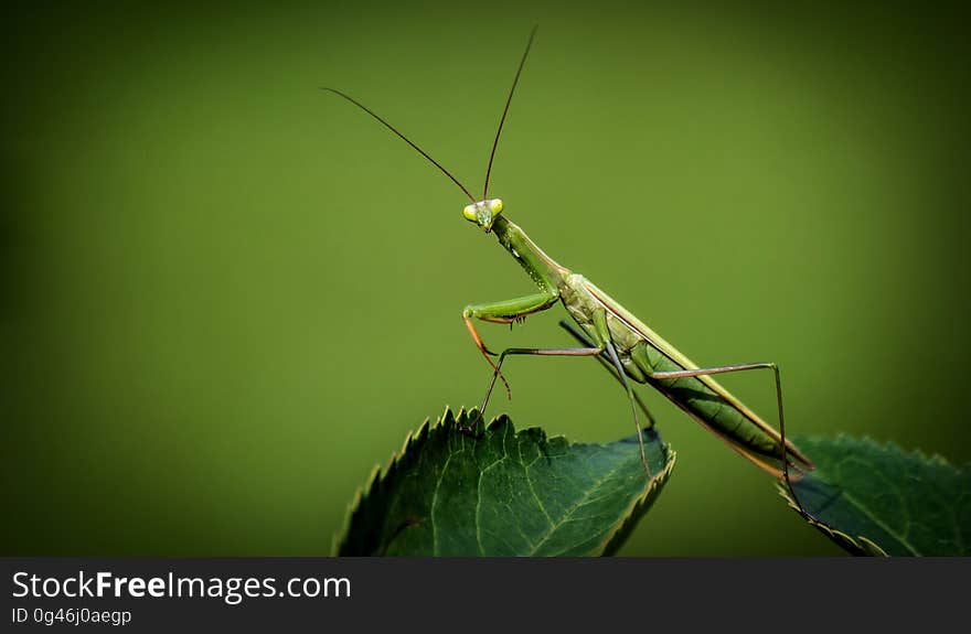 Insect, Mantis, Invertebrate, Macro Photography