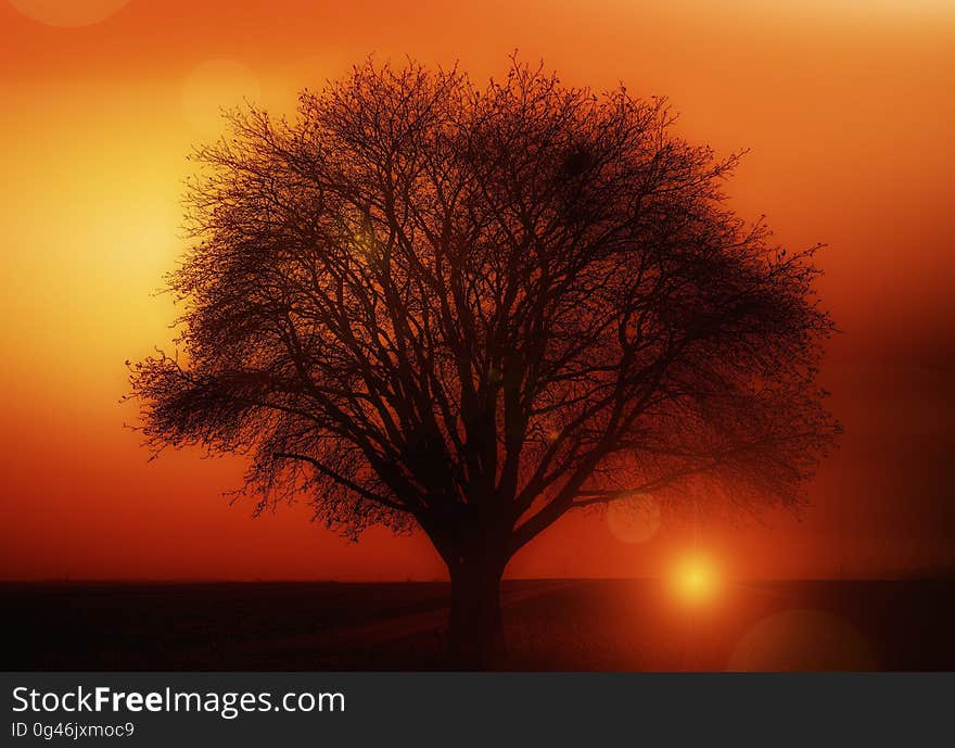 Sky, Sunrise, Dawn, Tree