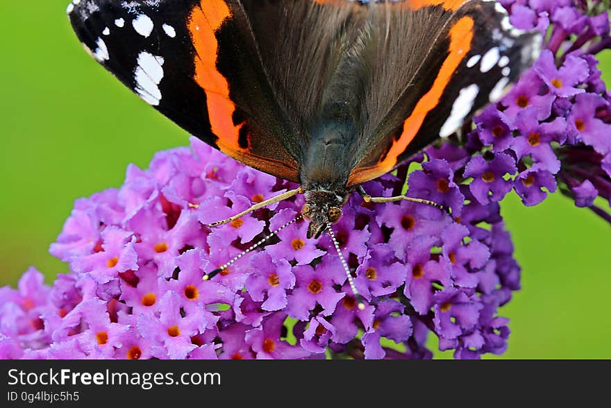 Brown Black Orange and White Butterfly on Purple Flower