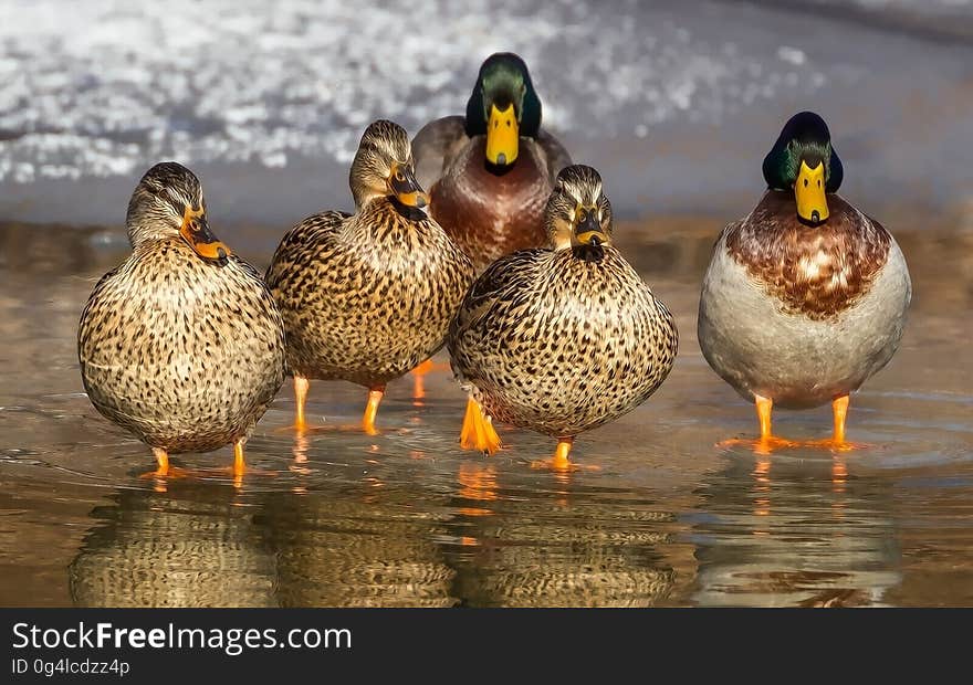 White and Brown Wild Duck on Water