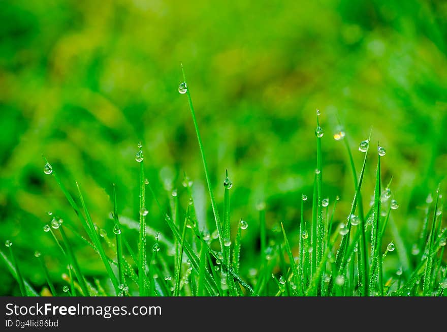 Dew drops on blades of grass in a field (or meadow) using selective focus to emphasize the drops and blur the background.