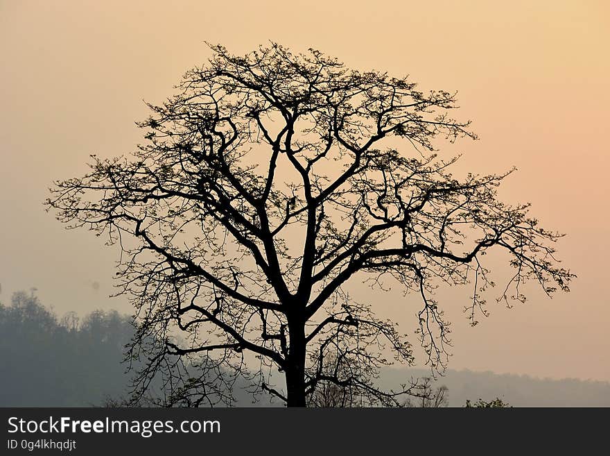 A lone tree standing in the dusk. A lone tree standing in the dusk.