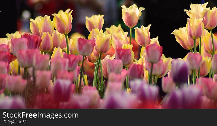 A flower bench with bright tulips. A flower bench with bright tulips.