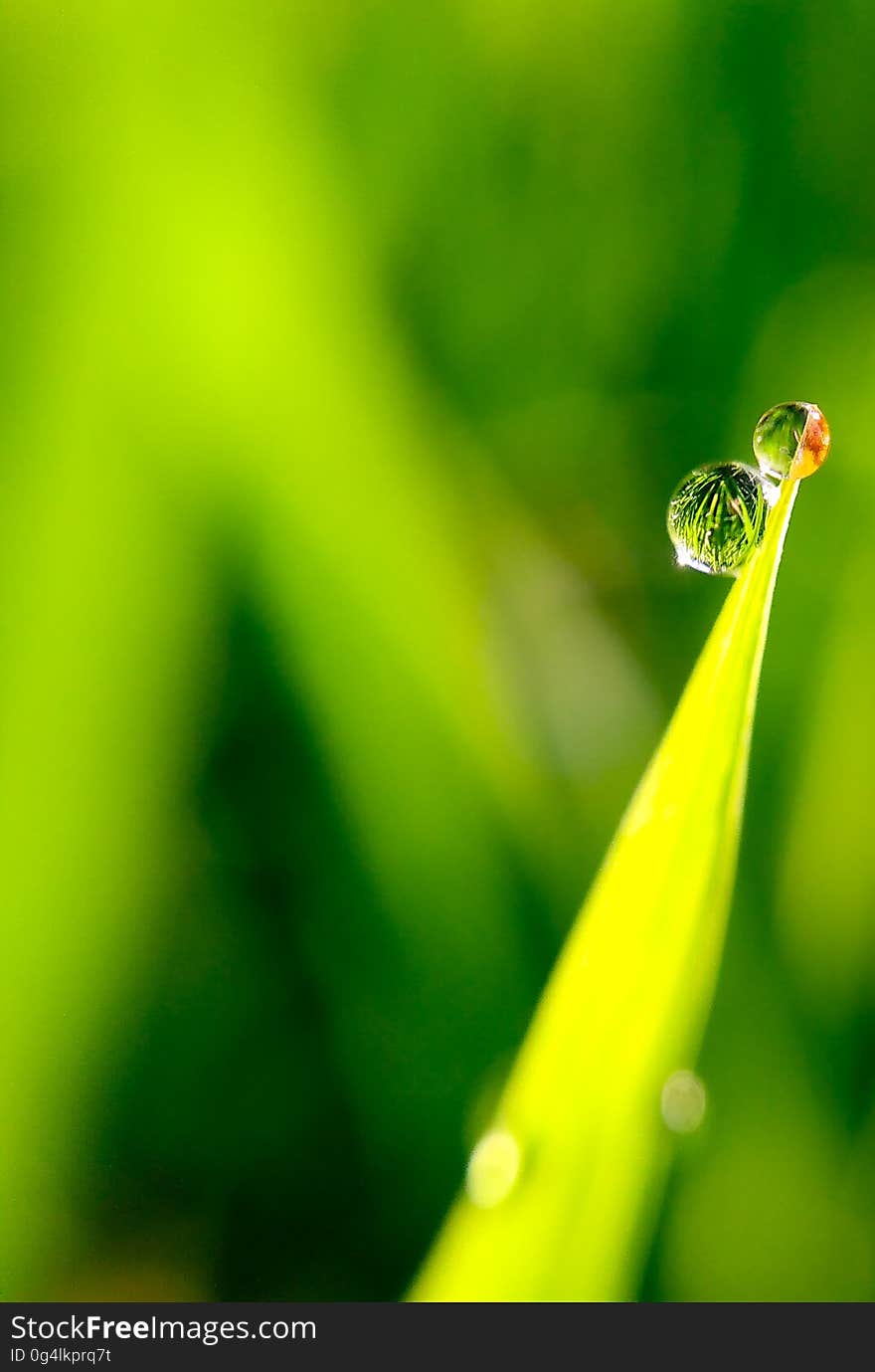 A blade of grass with beads of dew on the tip. A blade of grass with beads of dew on the tip.