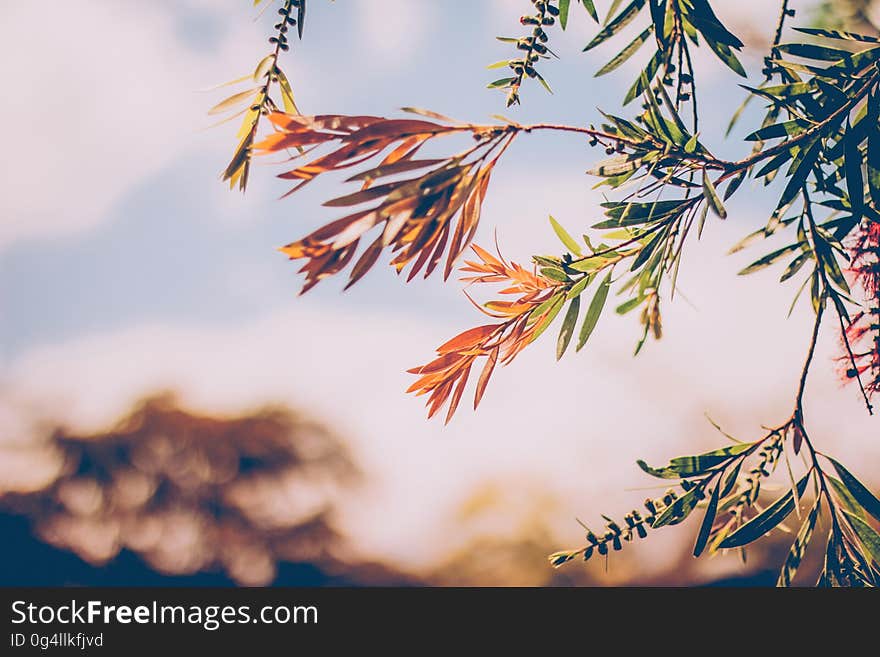 Close up of branches of a tree with colorful leaves in the autumn. Close up of branches of a tree with colorful leaves in the autumn.