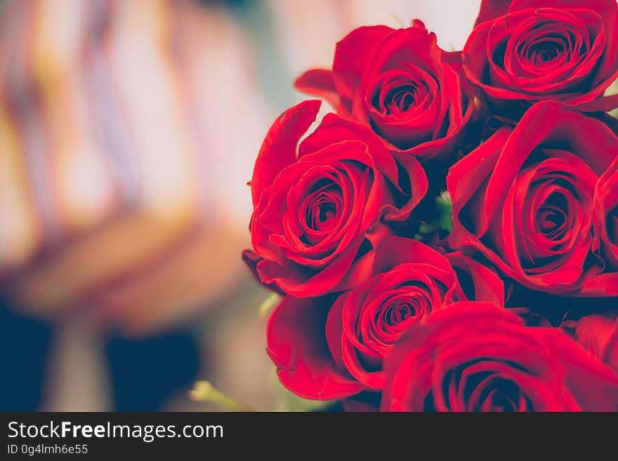 A close up of a bouquet of red roses. A close up of a bouquet of red roses.