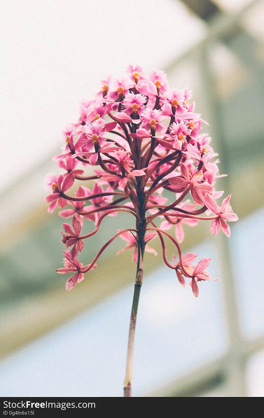 A flower with many pink blossoms. A flower with many pink blossoms.