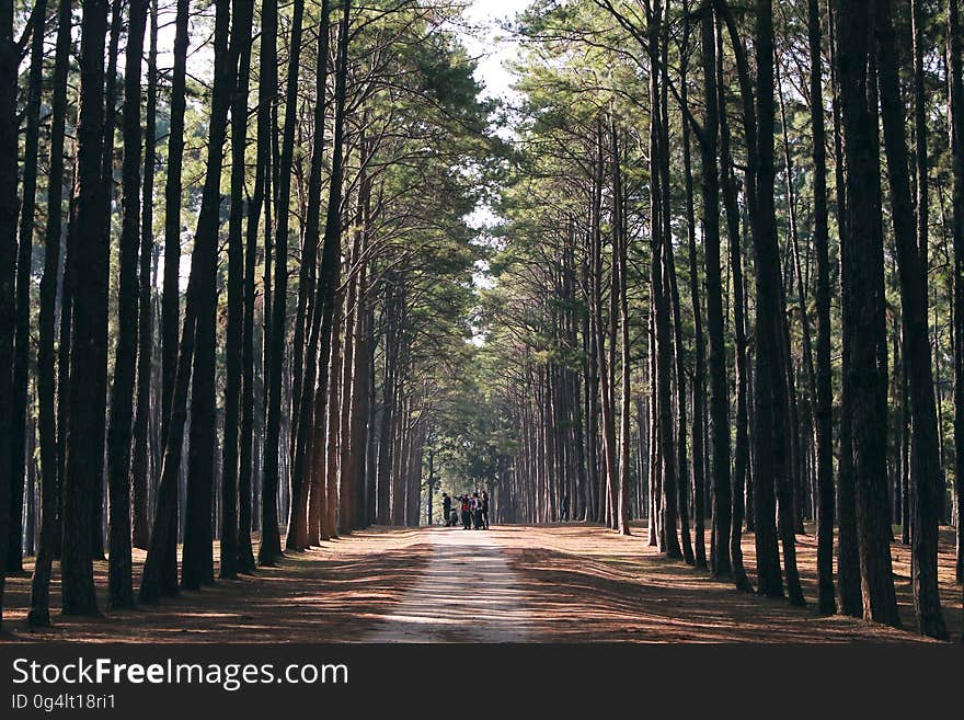 A road through forest with tall trees on the sides.