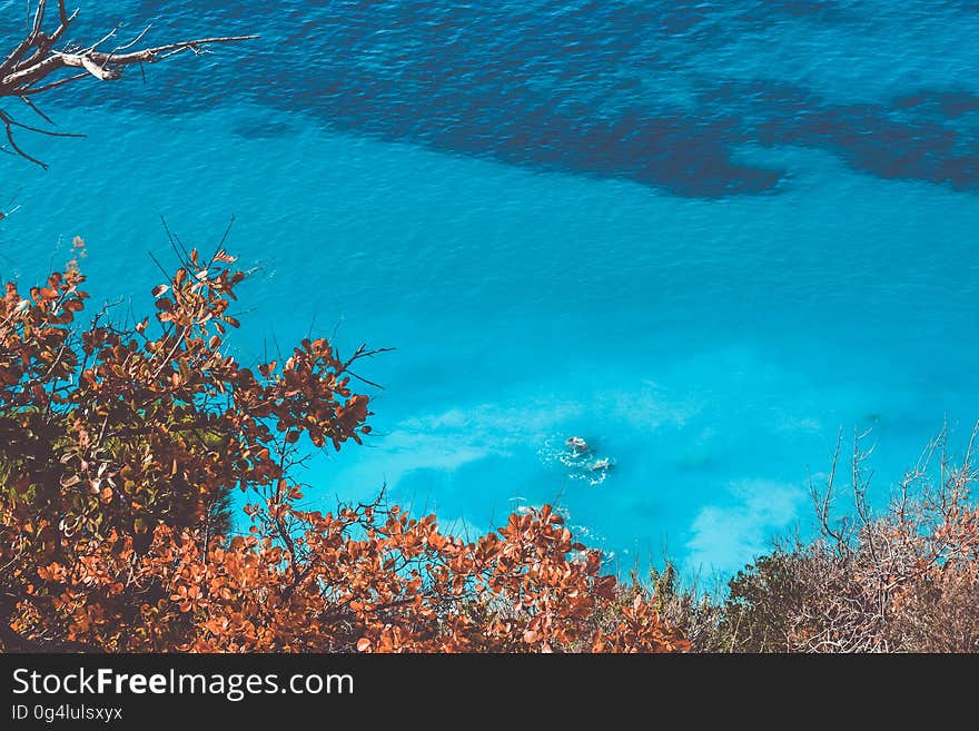 Aerial view of blue waters over tree tops on sunny day.