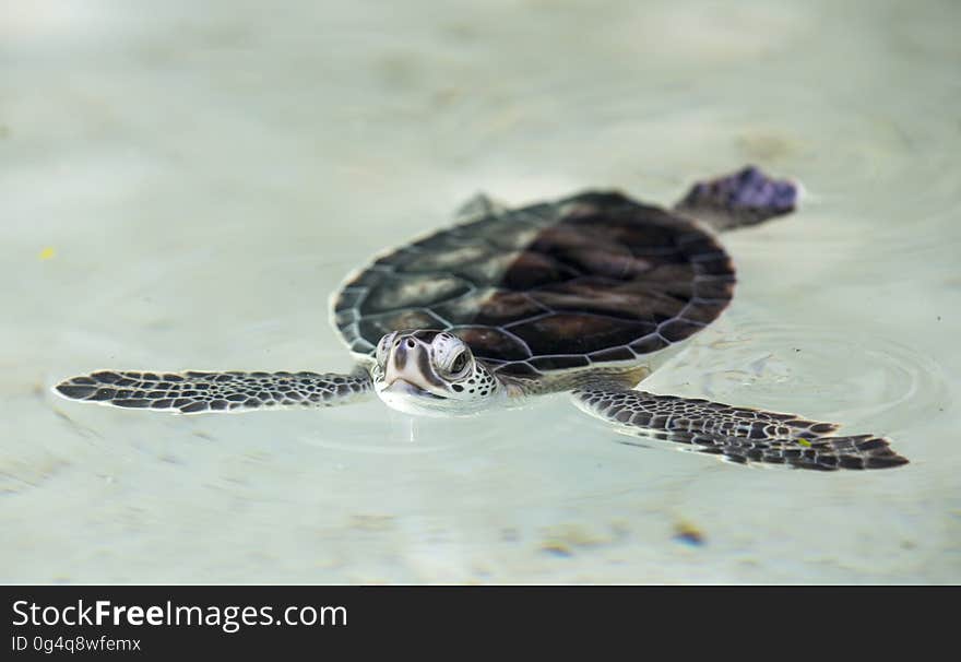 Baby turtle in a water in a sanctuary