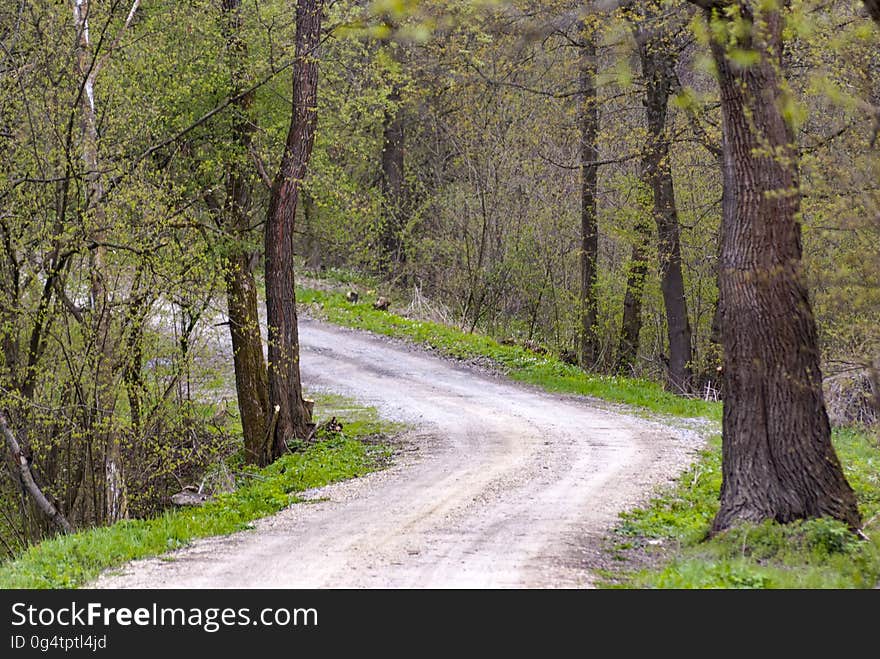 Forest road in polish village