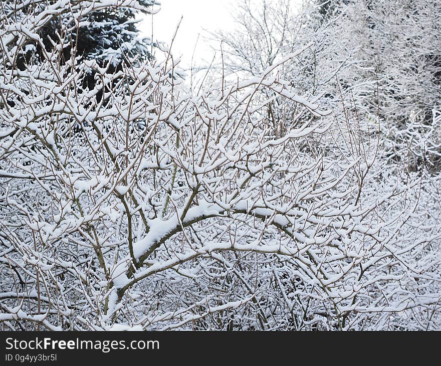 Snow covered branches on bushes and trees on overcast day.