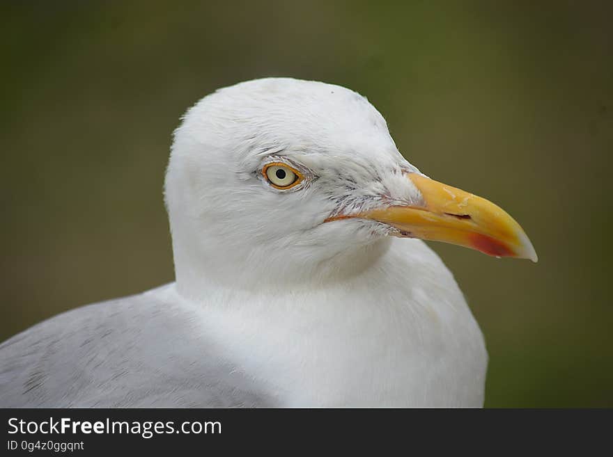 Profile portrait of seagull in sunlight. Profile portrait of seagull in sunlight.