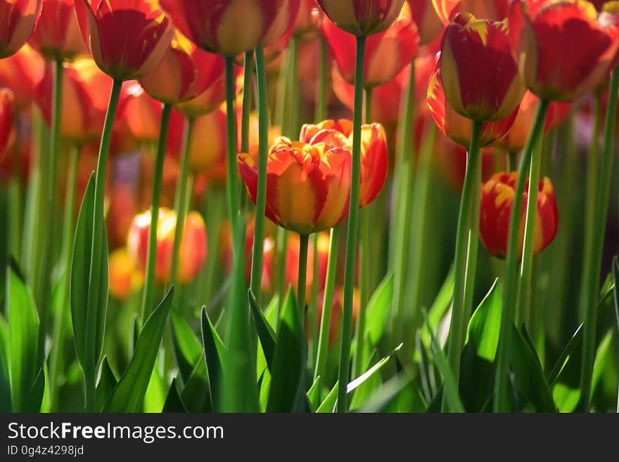 A background of yellow red tulips growing in a field.