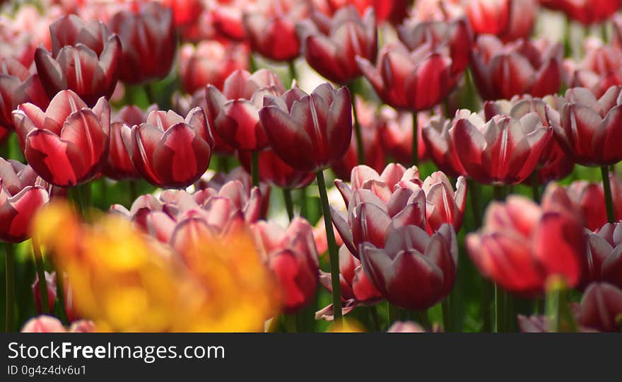 A background of red tulip flowers. A background of red tulip flowers.