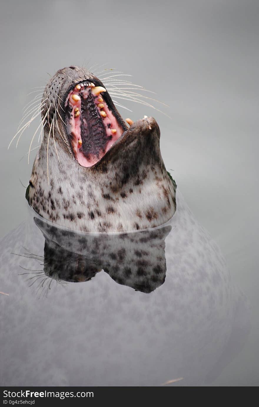 Sea Lion in Water Head Out Mouth Opened