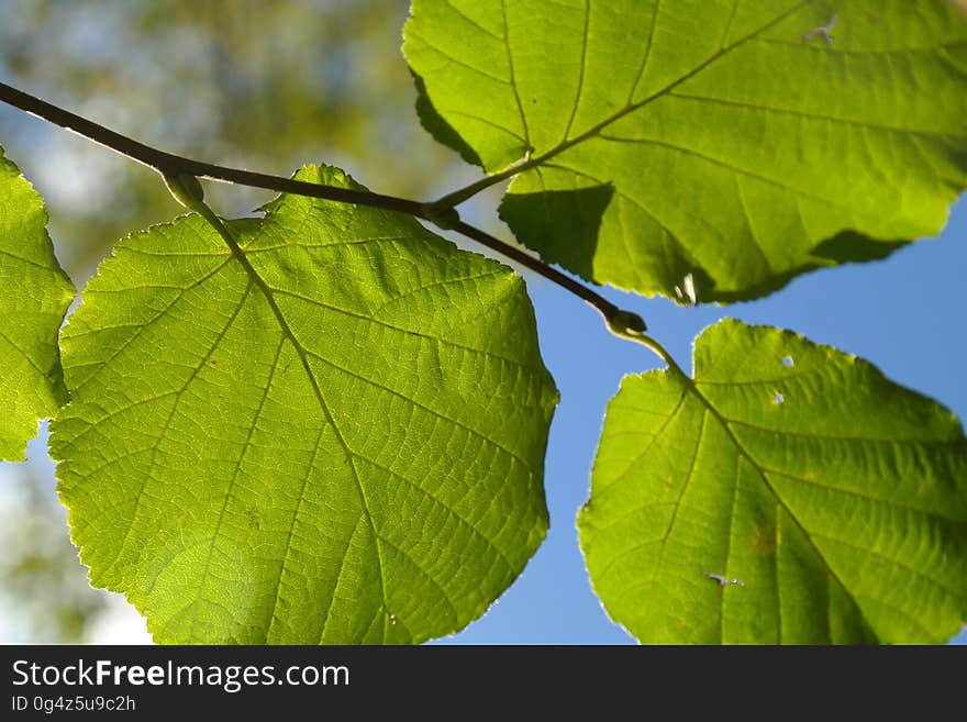 Green Round Leaves during Daytime