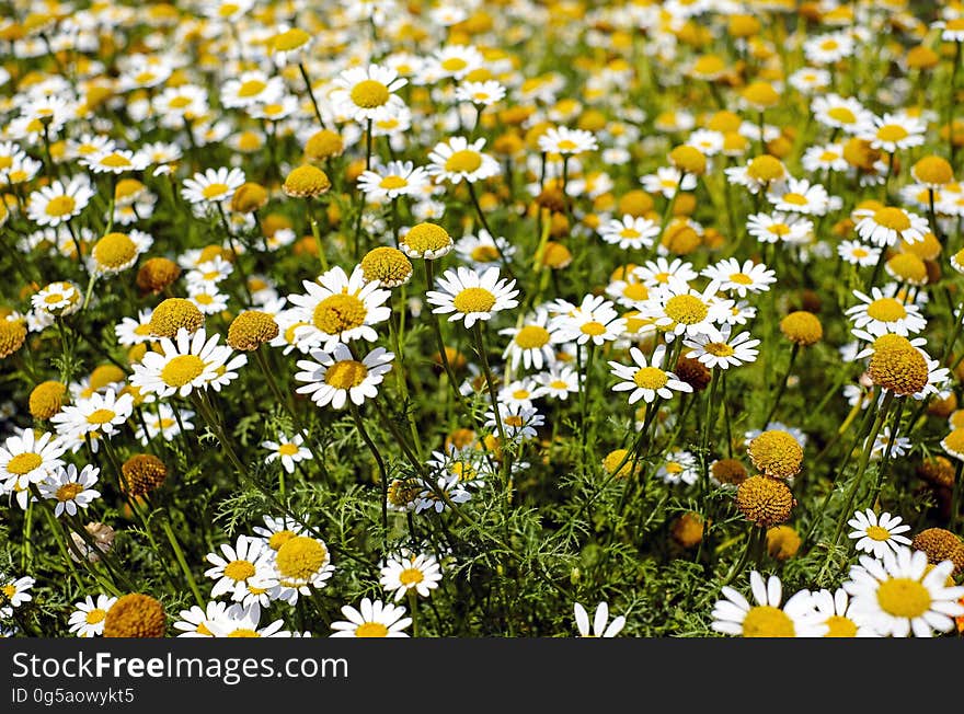 Shallow Focus Photography of Yellow and White Flowers during Daytime