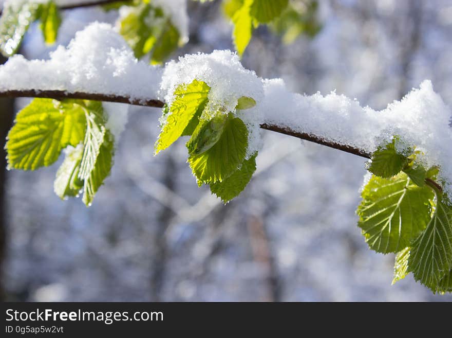 Snow Capped Leaves on Branch at Daytime