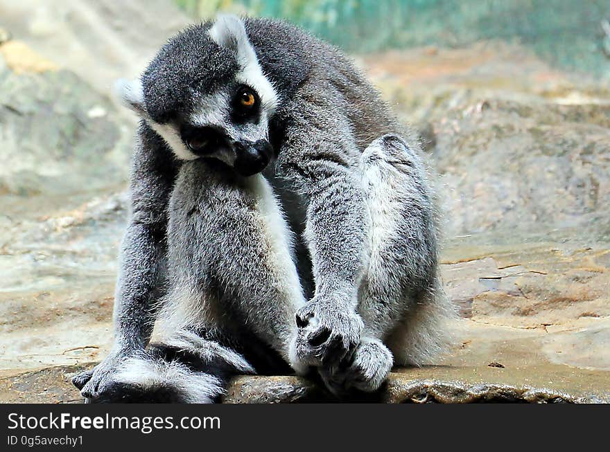 A close up of a lemur sitting on a rock. A close up of a lemur sitting on a rock.