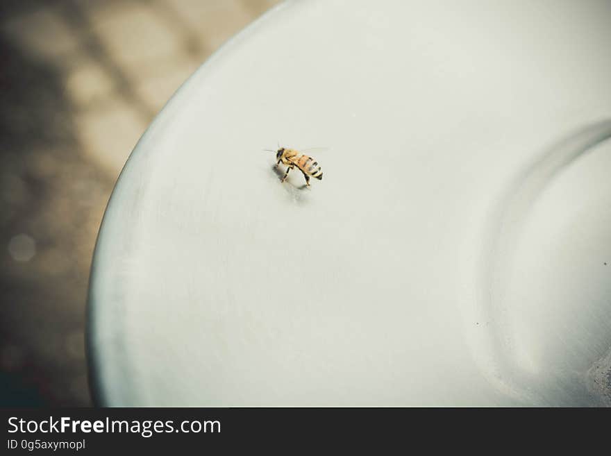 A close up of a bee on a plate. A close up of a bee on a plate.