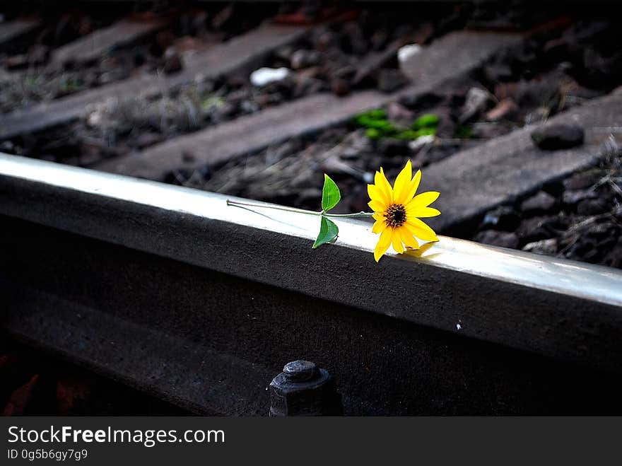 A close up of a yellow flower on rails.