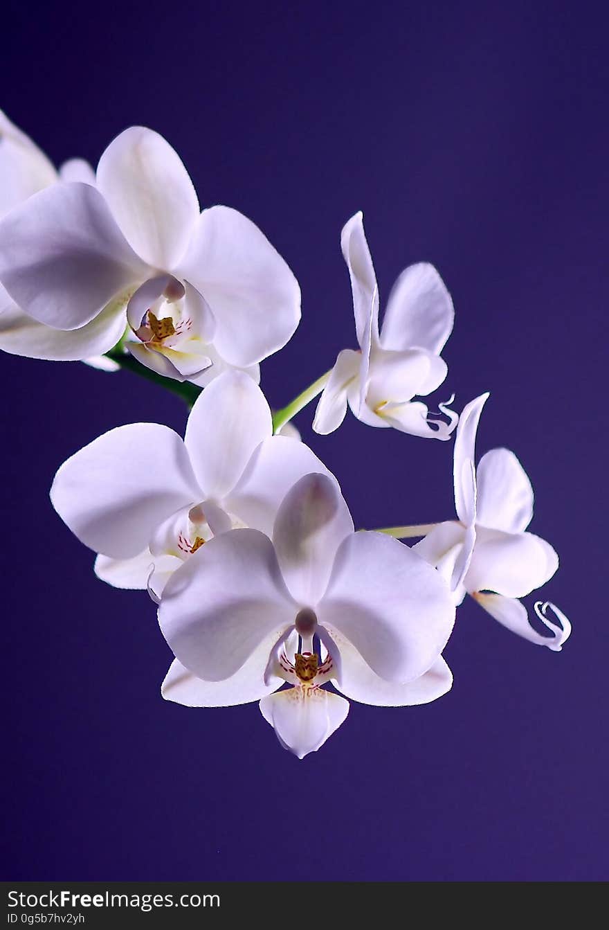 White Moth Orchid in Close Up Photography during Daytime