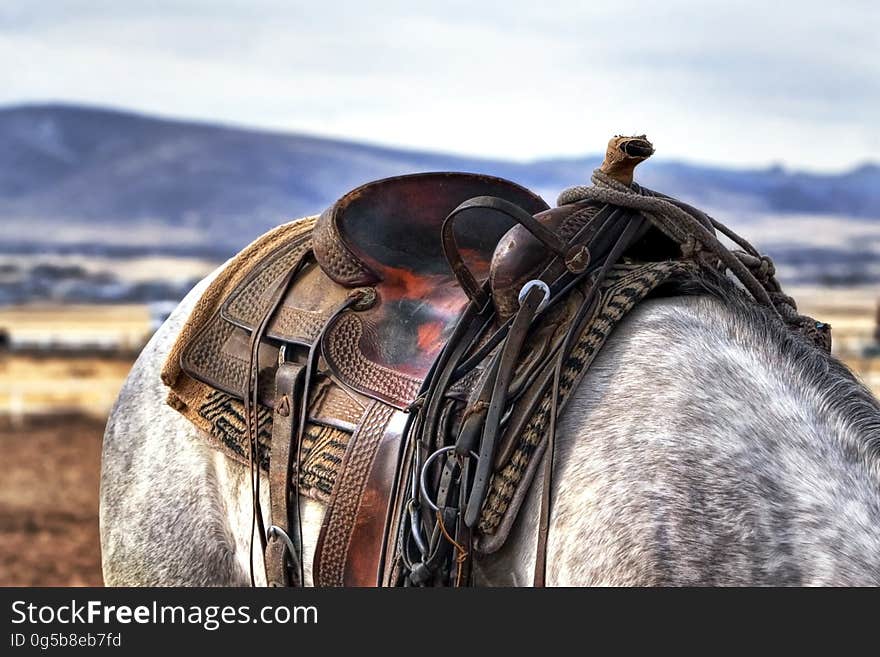 Brown and Black Leather Horse Saddle on White and Gray Animal