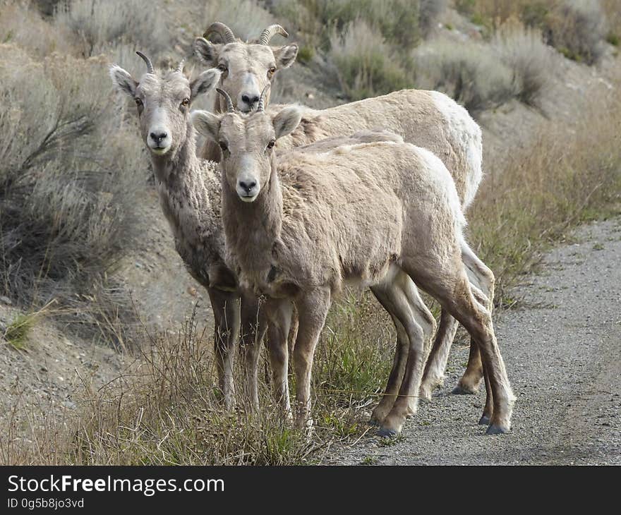 3 Animals Standing Beside Green Grass during Daytime