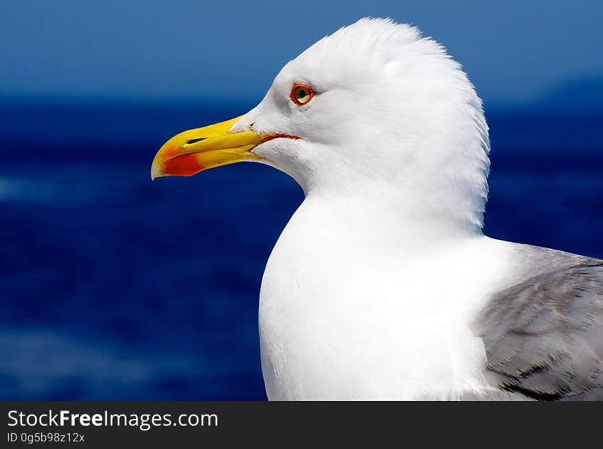 White Yellow and Gray Long Beak Bird Under Blue Sky