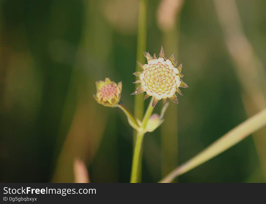 Summer wildflower close up