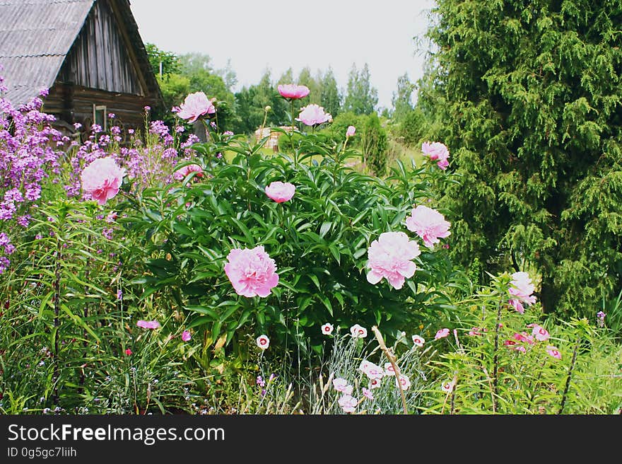 Pink peonies blooming in the summer garden on old rural cowshed background. Pink peonies blooming in the summer garden on old rural cowshed background.